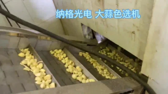 Nage Belt Sorting Machine for Garlic Intelligent CCD Garlic 304 Stainless Steel Color Sorter in Stock MOQ 1 PC